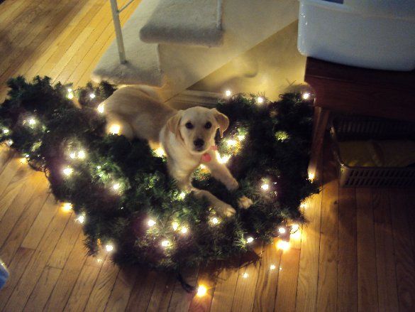 I'm helping decorate the house for the holidays.